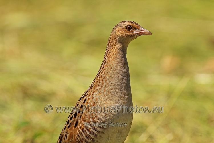 WildLife Photos of Birds, Rails & Crakes, Corncrake, Crex crex